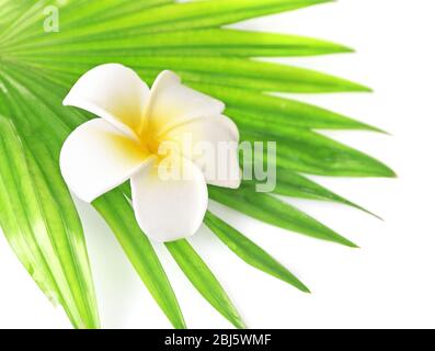 Plumeria Blume und Palmblätter, isoliert auf weiß Stockfoto