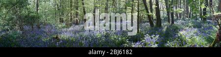 Panoramabild der englischen Blaubellen im Frühling, die in ihrem natürlichen Lebensraum des offenen Waldes blühen, Surrey, England, Vereinigtes Königreich, Europa Stockfoto