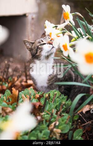 Nahaufnahme der Hauskatze in einem Frühlingsgarten riechende Narzissen Stockfoto
