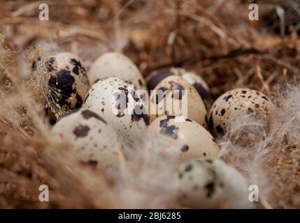 Wachteleier im Heu Nest Stockfoto