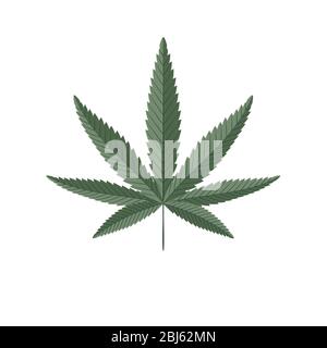 Cannabis grünes Blatt auf weiß isoliert. Hanf Pflanze Vektor Illustration. Stock Vektor