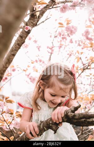 Im Frühling einen Kirschblütentee klettern Stockfoto