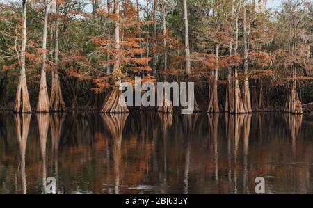 Riesige Weißkypresse Bäume entlang des Suwannee River in Central Florida Stockfoto