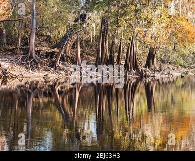 Bald Cypress entlang des Suwannee River in Central Florida Stockfoto