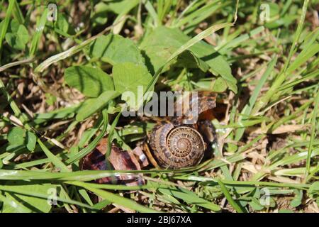 Eine tote Schnecke mit zerschmetter Schale auf einer Gartenrase Stockfoto