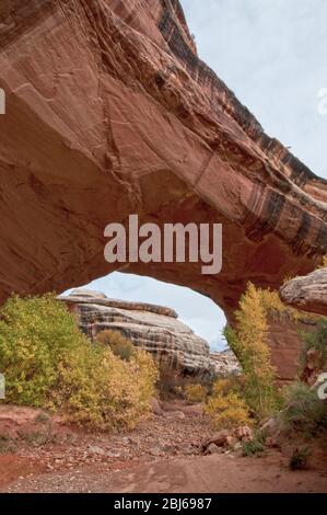 Kachina Brücke über den White Canyon im Herbst, Natural Bridges National Monument, Utah Stockfoto