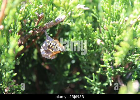 Papierwespe baut ein kleines Nest Stockfoto