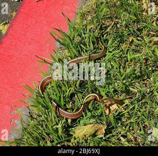 Strumpfband Schlange auf Rasen neben einer Straße in Union City, Kalifornien Stockfoto