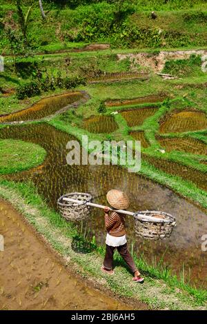 Reisbauer in den Reisfeldern von Tegallalang, Ubud, Bali, Indonesien Stockfoto