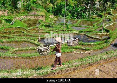 Reisbauer in den Reisfeldern von Tegallalang, Ubud, Bali, Indonesien Stockfoto