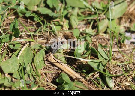 Ein schwarzes Haus fliegen auf dem Boden Stockfoto