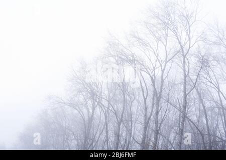 Blattlose Kronen von Winterbäumen sind im Nebel kaum sichtbar Stockfoto