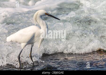 Porträt eines Schneegreiher (Egretta thula), Point Lobos State Natural Reserve, Carmel, Kalifornien, USA. Stockfoto