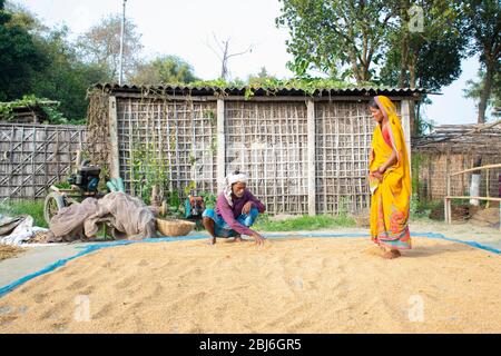 Bauer, der landwirtschaftliche Arbeiten, Reinigung Paddy Getreide mit der Familie Stockfoto