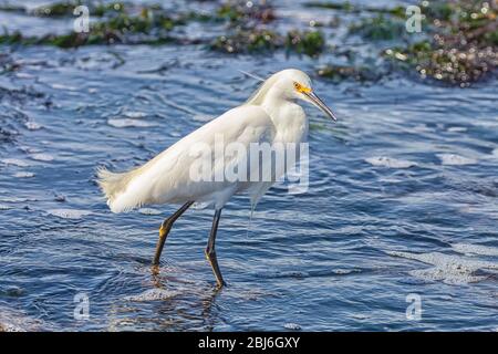 Porträt einer verschneiten Reiher (Egretta thula), Point Lobos State Natural Reserve, Carmel, Kalifornien, USA. Stockfoto