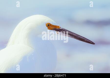 Porträt eines verschneiten Reiher (Egretta thula), Point Lobos State Natural Reserve, Carmel, Kalifornien, USA. Stockfoto