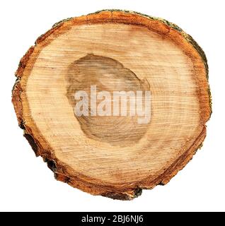 Holz-Rundscheibe, isoliert auf weiß Stockfoto