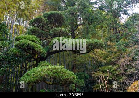 Abschnitt der Bamboos am Hokokuji Tempel AKA Bambus Tempel in Kamakura, Japan Stockfoto