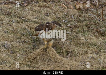 Rotschwanzfalke auf dem Boden mit einer Maus in seinen Talons. Stockfoto