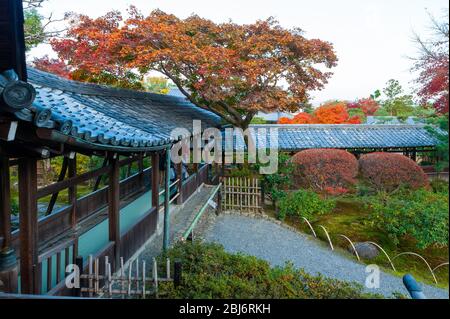 Ein Korridor am Tenryuji-Tempel in Kyoto Japan, der zwischen den verschiedenen Räumen führt und durch den Garten führt, hier in vollen Herbstfarben. Stockfoto