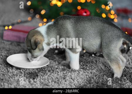 Kleine süße Welpen trinken Milch auf Weihnachten Hintergrund Stockfoto