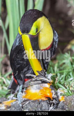 Kastanienkandeliger Tukan (Ramphastos swainsonii), der sich auf einem kleineren Vogel, Costa Rica, Mittelamerika ernährt Stockfoto