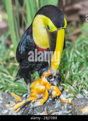 Kastanienkandeliger Tukan (Ramphastos swainsonii), der sich auf einem kleineren Vogel, Costa Rica, Mittelamerika ernährt Stockfoto