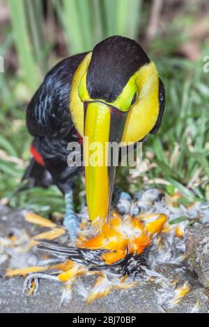 Kastanienkandeliger Tukan (Ramphastos swainsonii), der sich auf einem kleineren Vogel, Costa Rica, Mittelamerika ernährt Stockfoto