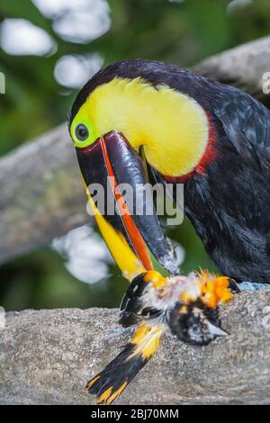 Kastanienkandeliger Tukan (Ramphastos swainsonii), der sich auf einem kleineren Vogel, Costa Rica, Mittelamerika ernährt Stockfoto