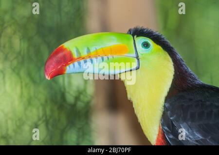 Kiel-billed Toucan (Ramphastos Sulfuratus), Costa Rica, Mittelamerika Stockfoto