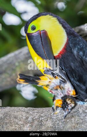 Kastanienkandeliger Tukan (Ramphastos swainsonii), der sich auf einem kleineren Vogel, Costa Rica, Mittelamerika ernährt Stockfoto