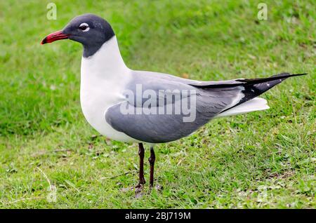 Eine lachende Möwe im brütenden Gefieder steht im Gras des Langan Park in Mobile, Alabama. Stockfoto