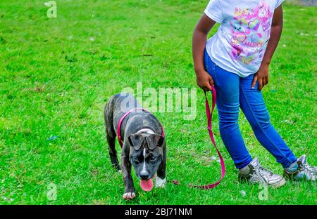 Ein brindle Pitbull Welpen steht an der Leine neben seinem Besitzer im Langan Park, 13. April 2019, in Mobile, Alabama. Stockfoto