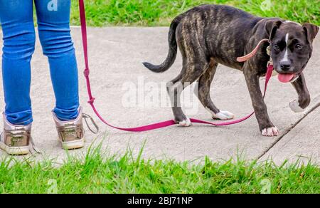 Ein gestromter Pit Bull Welpe steht an der Leine neben seinem Besitzer im Langan Park, 13. April 2019, in Mobile, Alabama. Stockfoto