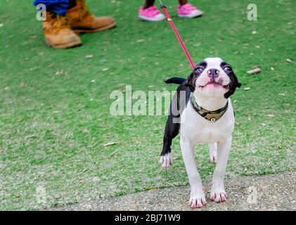 Ein schwarz-weißer Terrier-Welpe steht mit seinen Besitzern im Gras im Langan Park in Mobile, Alabama. Stockfoto