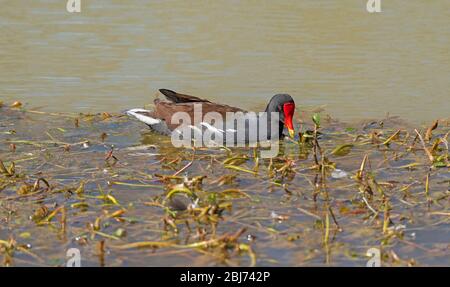 Gewöhnliche Gallinule auf der Suche nach Nahrung in einem Feuchtgebiet Teich auf Elm Lake in Brazos Bend State Par in Texas Stockfoto