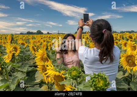 Mutter fotografiert Tochter in einem Feld umgeben von Sonnenblumen außerhalb von Bologna Italien Stockfoto