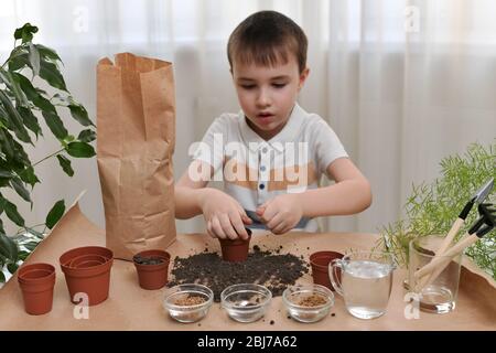 Ein Kind ist damit beschäftigt, Mikro-Grüns-Samen in Töpfe zu Pflanzen. Trägt die Erde in einer Faust vom Tisch in einen Topf. Stockfoto