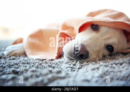 Labrador Hund im Handtuch auf grauem Teppich liegend, Nahaufnahme nass Stockfoto