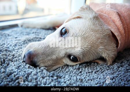 Labrador Hund im Handtuch auf grauem Teppich liegend, Nahaufnahme nass Stockfoto