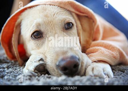 Labrador Hund im Handtuch auf grauem Teppich liegend, Nahaufnahme nass Stockfoto