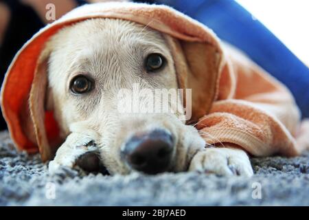 Labrador Hund im Handtuch auf grauem Teppich liegend, Nahaufnahme nass Stockfoto