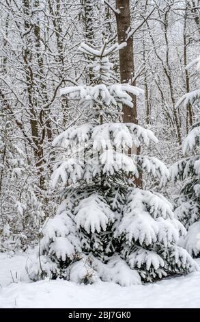 Eine Fichte in einem Michigan Wald ist in einem schweren nassen Schnee nach einem plötzlichen Frühling Schneesturm vereist Stockfoto