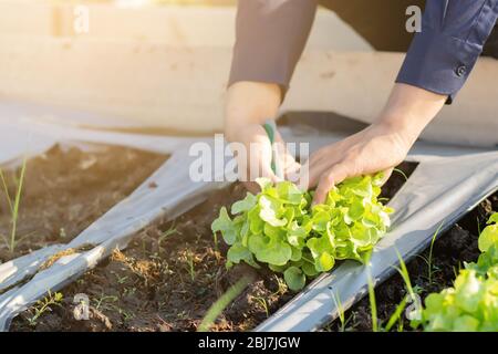 Nahaufnahme Hände von jungen asiatischen Mann Landwirt Überprüfung frischen Bio-Gemüsegarten in der Farm, produzieren und Anbau von grünen Eichensalat für die Ernte agricul Stockfoto