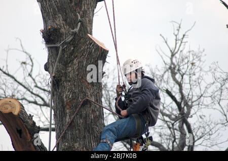 Ein Baummachler verwendet Spikes und Seile für Sicherheit, wie er Stücke von einem sehr großen Baum schneidet Stockfoto