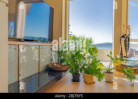 Innenraum mit Fenster, durch die das Tageslicht die Innenräume beleuchtet und üppig grüne Topfpflanzen und auf dem TV-Bildschirm reflektiert werden. Stockfoto