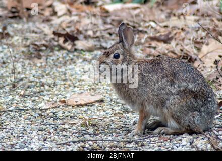 Pelzigen Kaninchen im Hinterhof Stockfoto