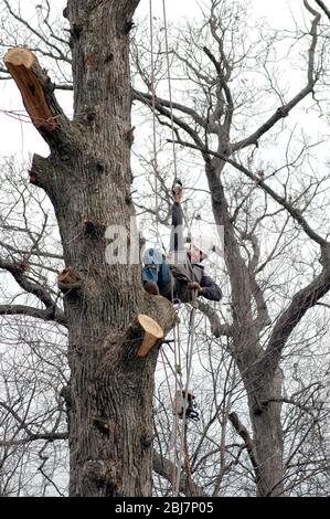 Ein Baummwerker klettert hoch in einen Baum, dann bringt er seine Kettensäge und Werkzeuge für die Entfernung mit Seilen hoch Stockfoto