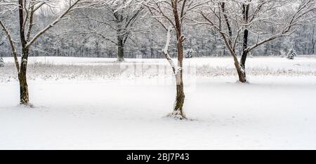 Eine Wiese in Michigan USA wird nach einem frühen Schneesturm im Frühjahr verwandelt Stockfoto