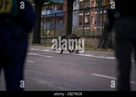 Barcelona, Spanien. April 2020. Ein Wildschwein spaziert durch das Les Conserves Viertel in Molins de Rei, einem Gebiet nahe dem Berg des Collserola Naturparks, in Spanien, 28. April 2020. Kredit: Joan Gosa/Xinhua/Alamy Live News Stockfoto